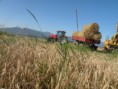 /album/fotogaleria/balikovac-jpg/